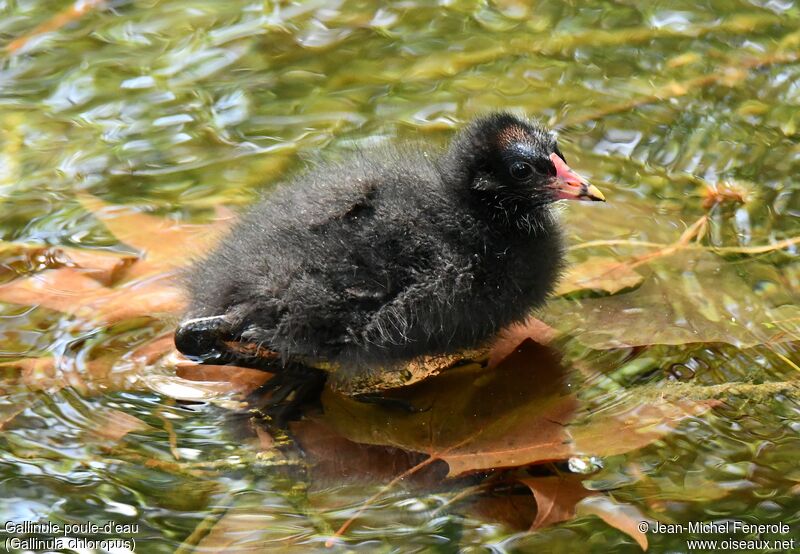 Gallinule poule-d'eauPoussin