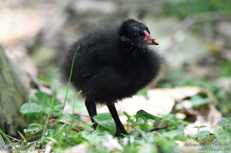 Gallinule poule-d'eau