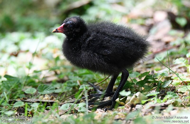 Gallinule poule-d'eau