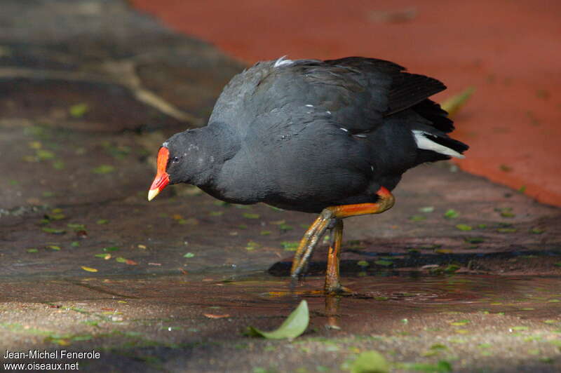 Gallinule sombreadulte, identification