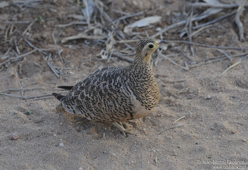 Black-faced Sandgrouse female adult