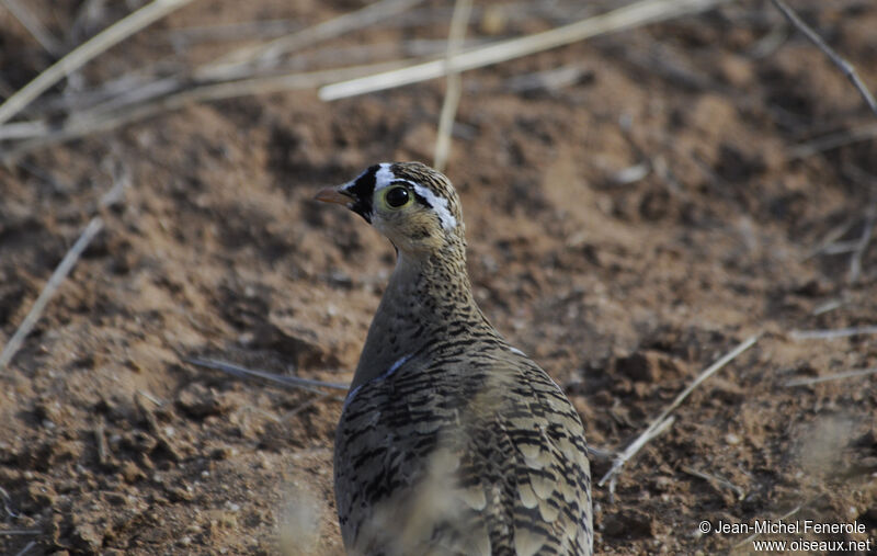 Black-faced Sandgrouse male adult