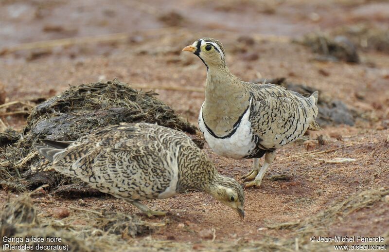 Black-faced Sandgrouse