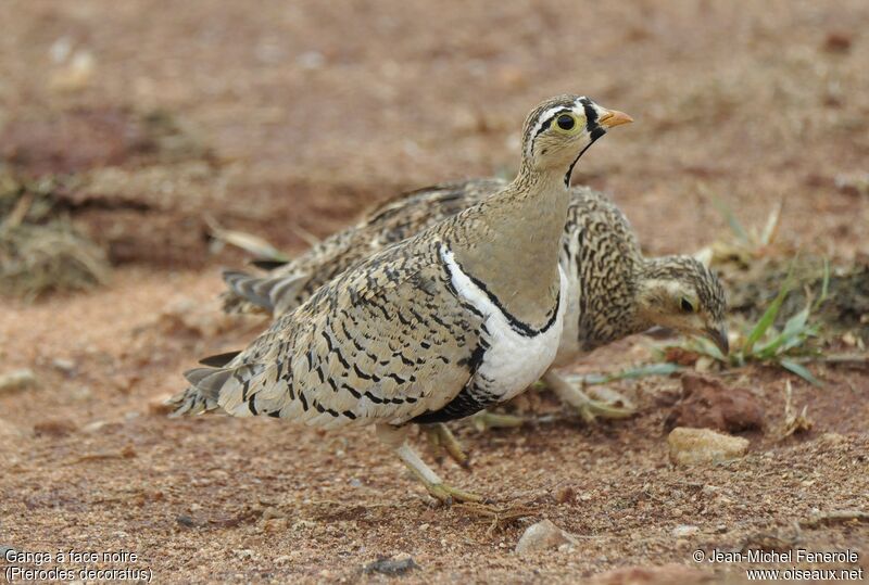 Black-faced Sandgrouse