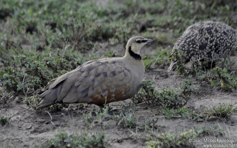 Yellow-throated Sandgrouse male