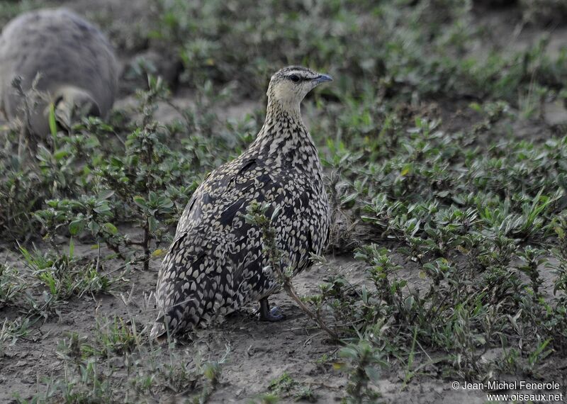 Yellow-throated Sandgrouse female adult