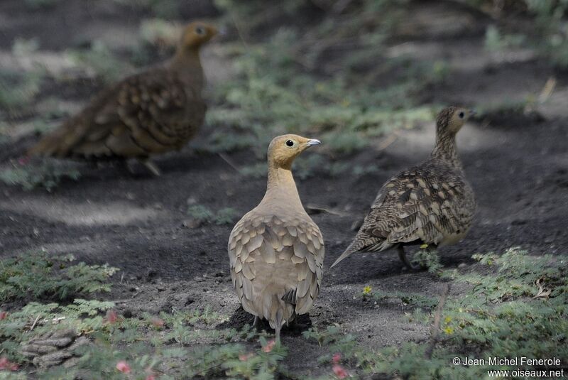 Chestnut-bellied Sandgrouse