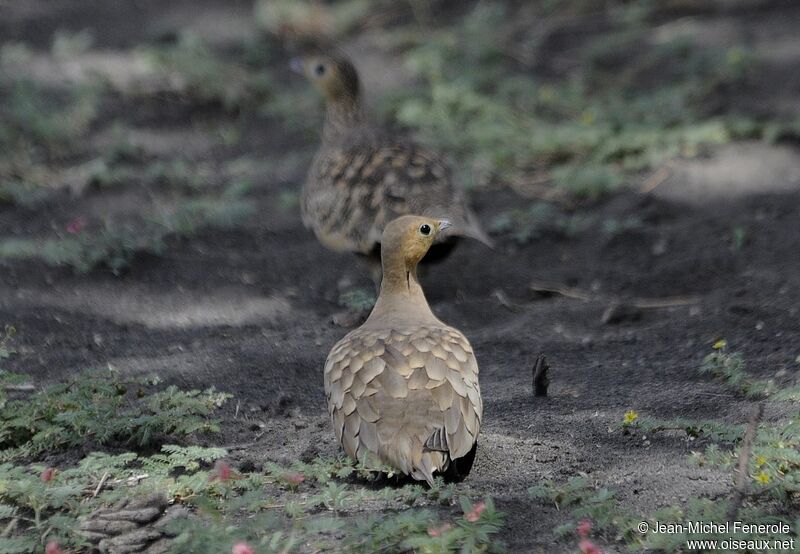 Chestnut-bellied Sandgrouse