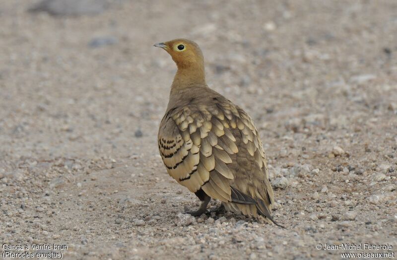 Chestnut-bellied Sandgrouse