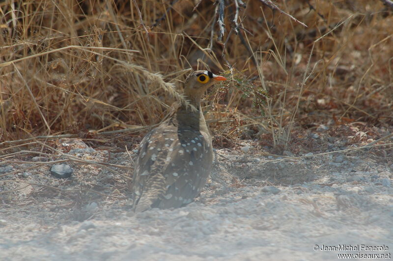 Double-banded Sandgrouse male adult, identification