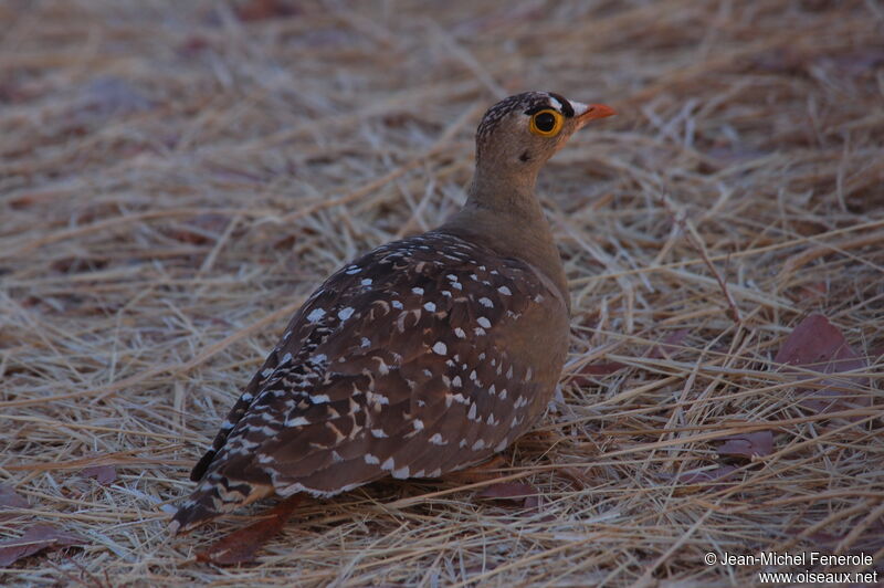 Double-banded Sandgrouse male, identification