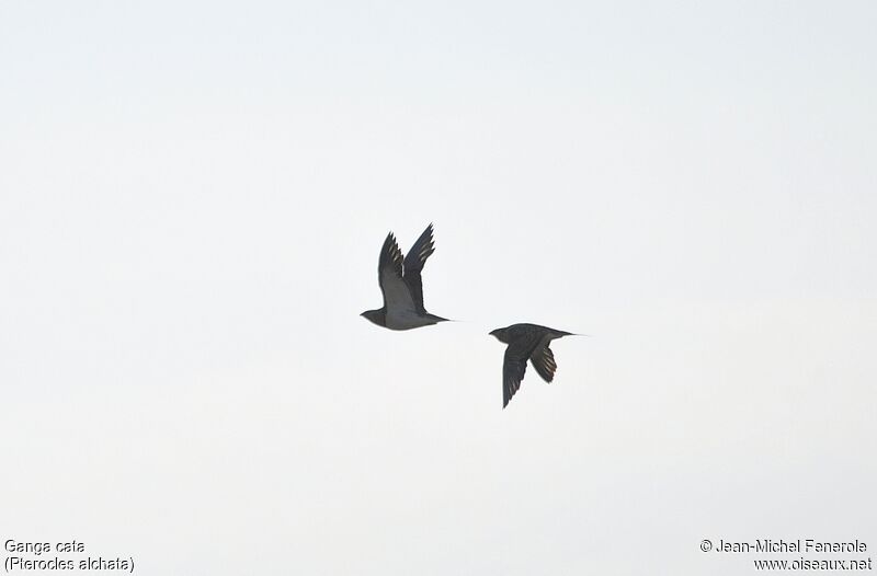 Pin-tailed Sandgrouse