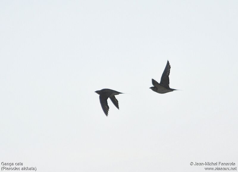 Pin-tailed Sandgrouse