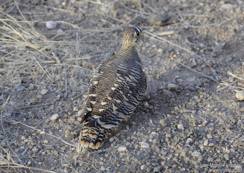 Lichtenstein's Sandgrouse male adult