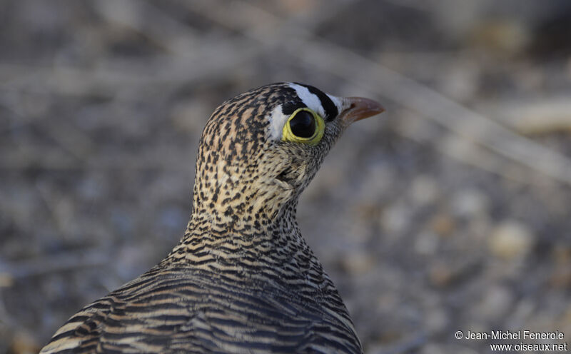 Lichtenstein's Sandgrouse male adult