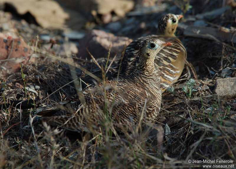 Painted Sandgrouse 