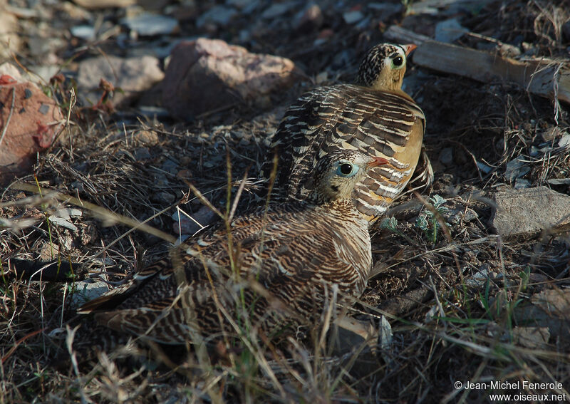 Painted Sandgrouse