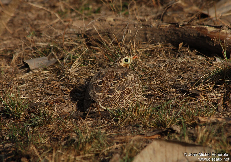 Painted Sandgrouse female adult