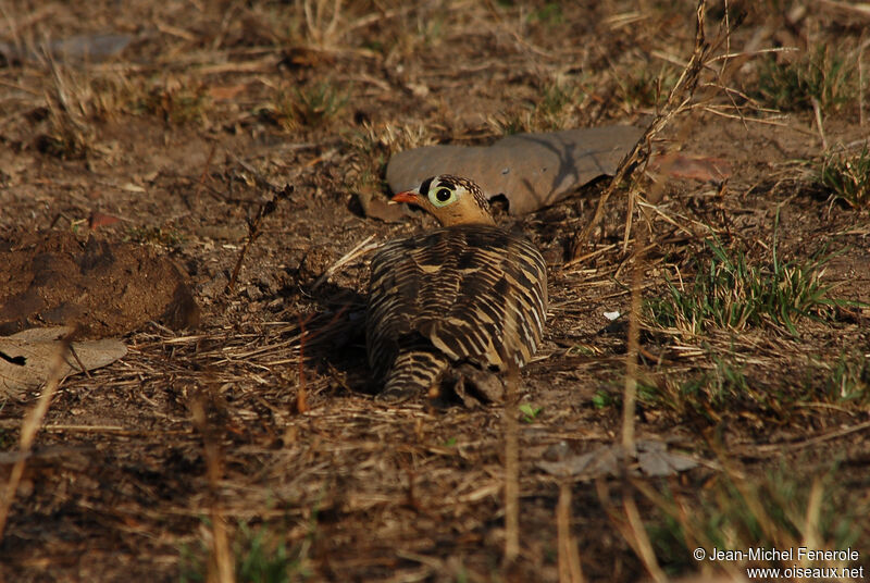 Painted Sandgrouse male adult