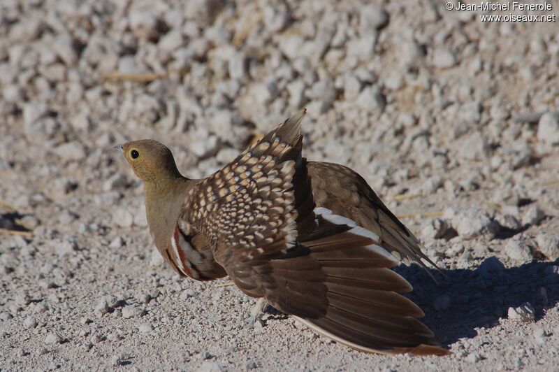 Namaqua Sandgrouse male