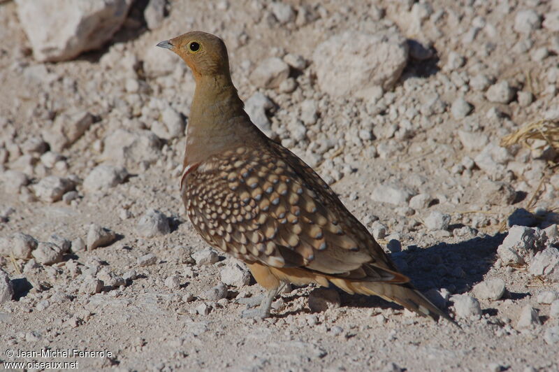 Ganga namaqua mâle, identification