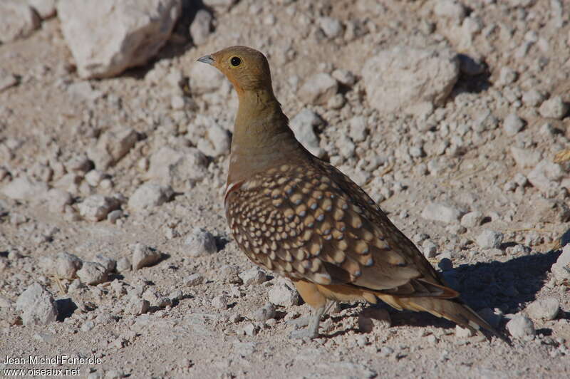 Namaqua Sandgrouse male adult