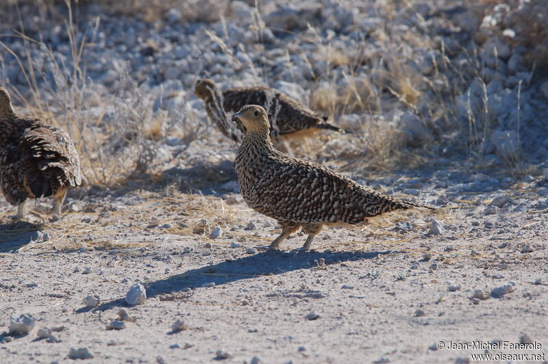 Namaqua Sandgrouse female adult