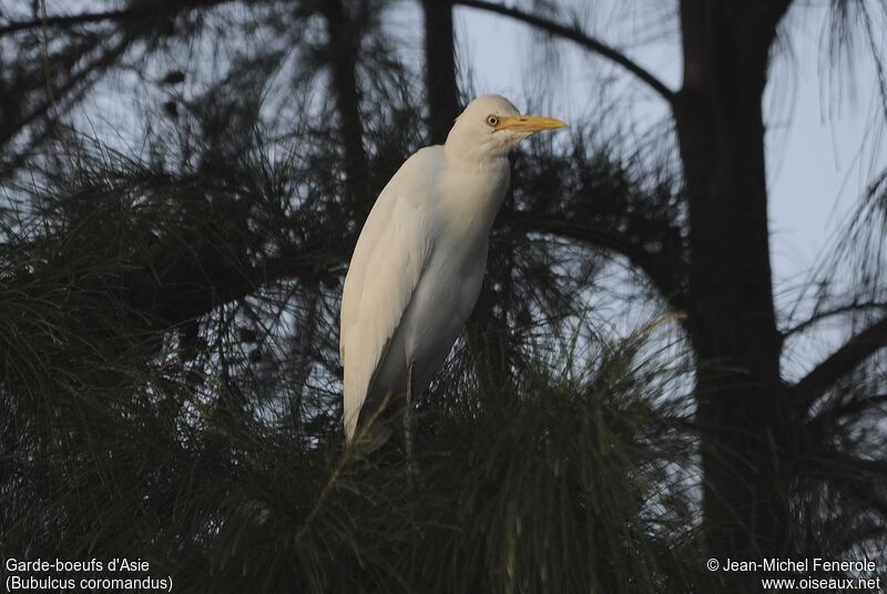 Eastern Cattle Egret