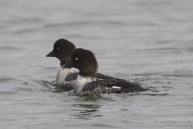 Barrow's Goldeneye