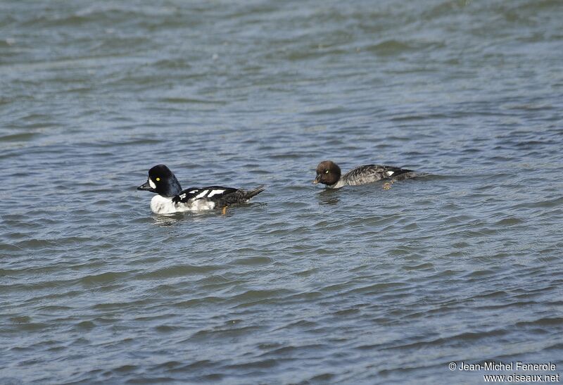 Barrow's Goldeneye