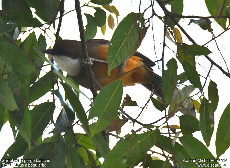 White-throated Laughingthrush