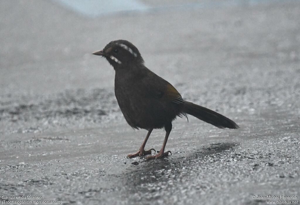 White-whiskered Laughingthrush
