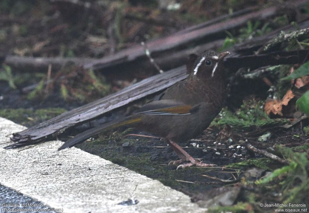 White-whiskered Laughingthrush