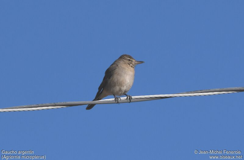 Grey-bellied Shrike-Tyrant