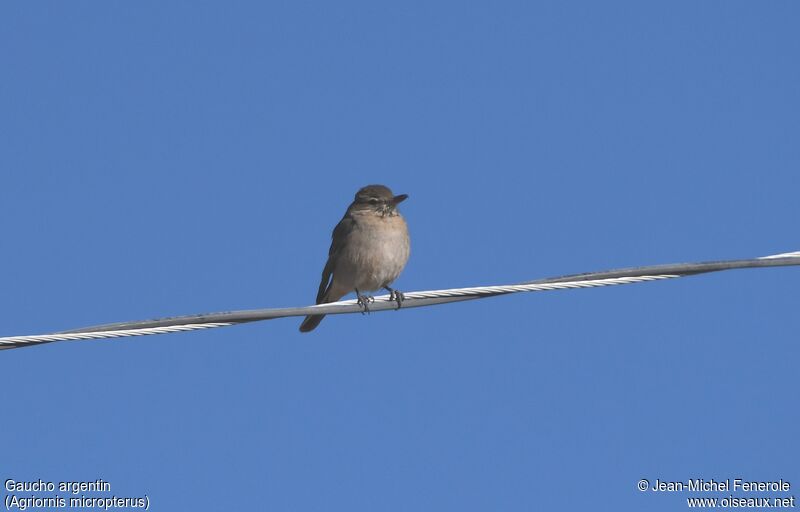 Grey-bellied Shrike-Tyrant