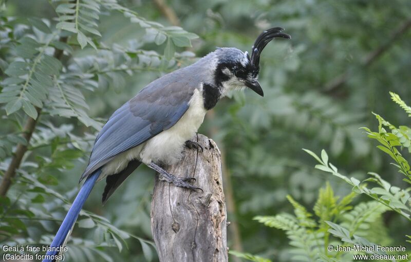 White-throated Magpie-Jay