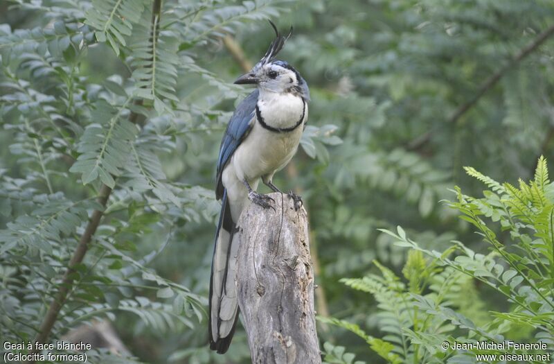 White-throated Magpie-Jay