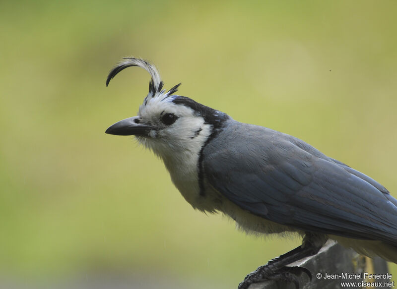 White-throated Magpie-Jay