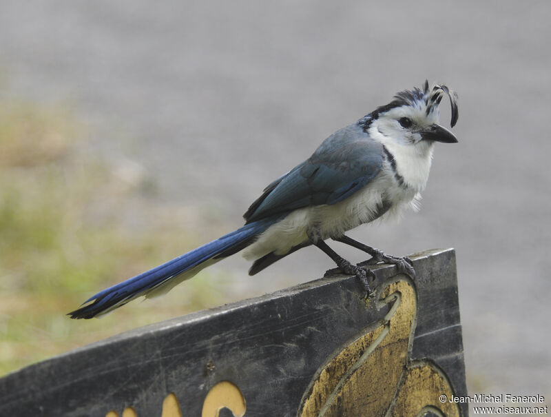 White-throated Magpie-Jay