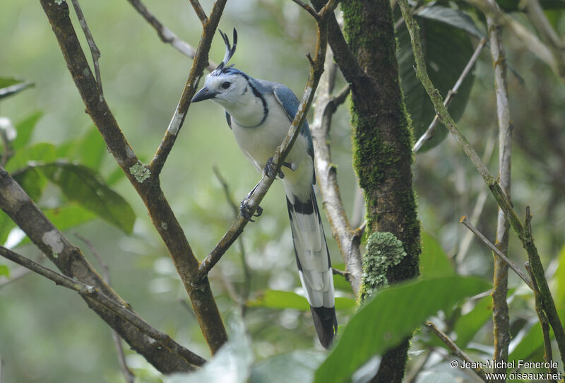 White-throated Magpie-Jay