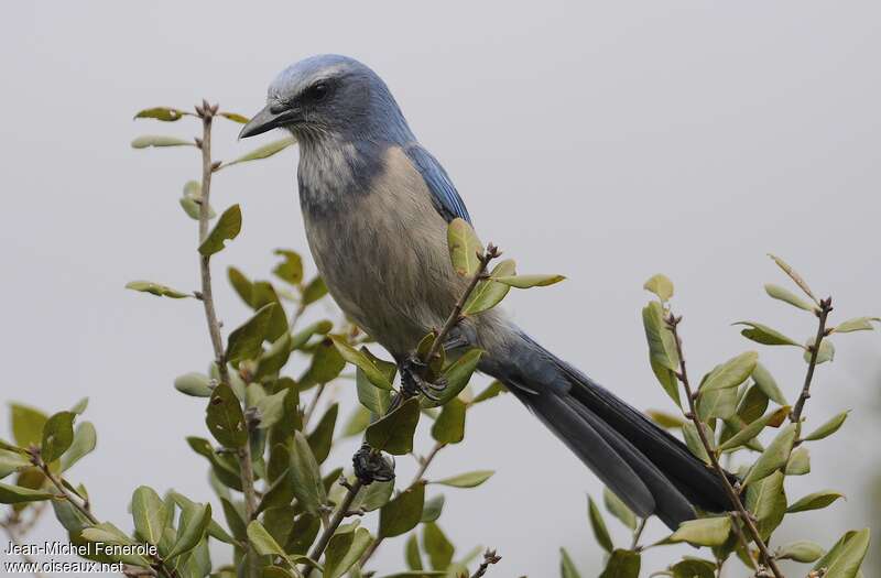 Florida Scrub Jay