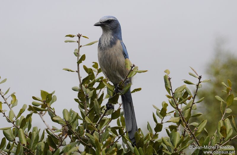 Florida Scrub Jay