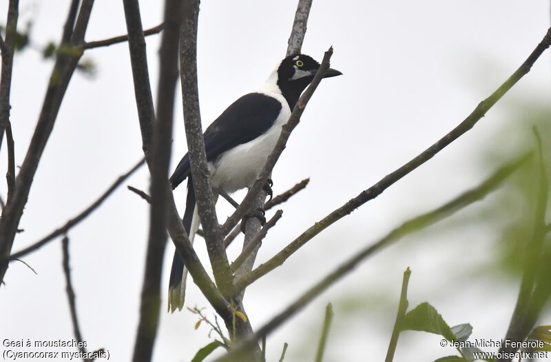 White-tailed Jay