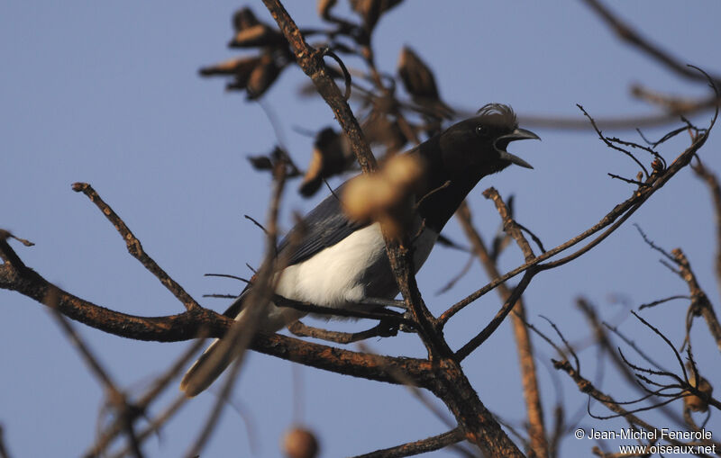 Curl-crested Jay