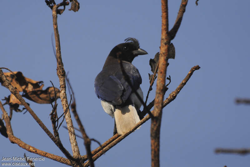 Curl-crested Jayadult