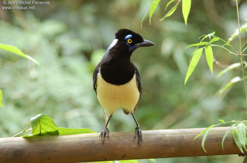 Plush-crested Jayadult