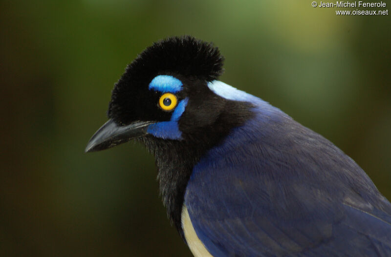 Plush-crested Jay