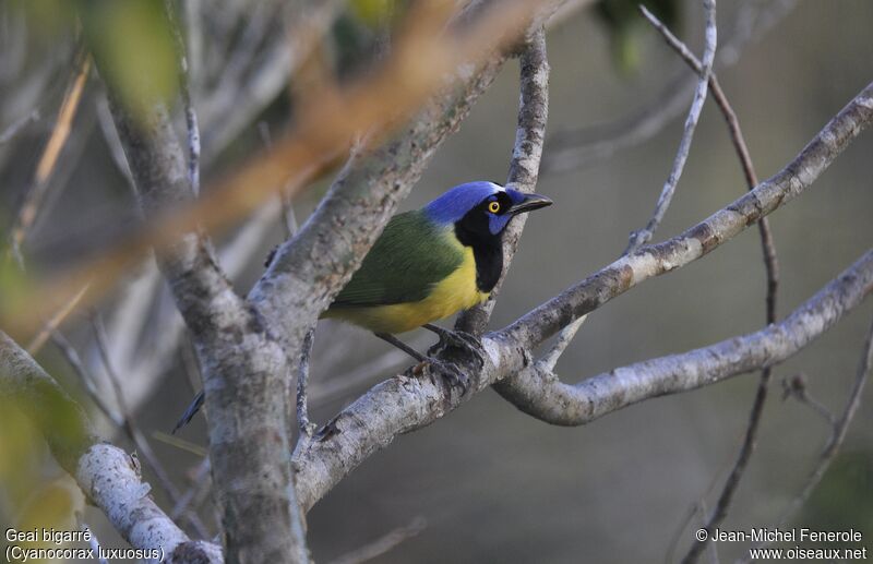 Green Jay