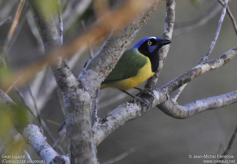 Green Jay