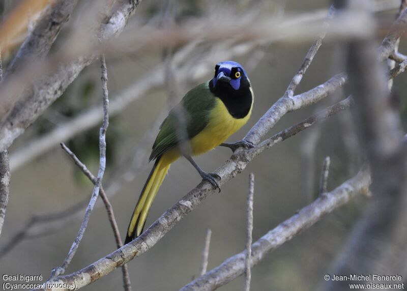 Green Jay